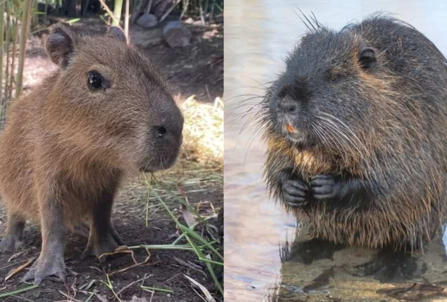 Capibara / Coipo