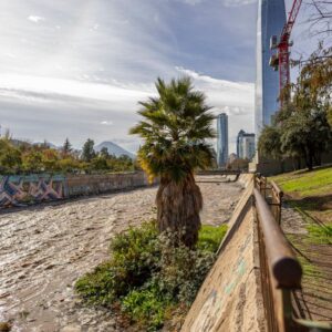 La curiosa palmera en el Río Mapocho