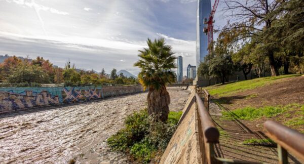 La curiosa palmera en el Río Mapocho