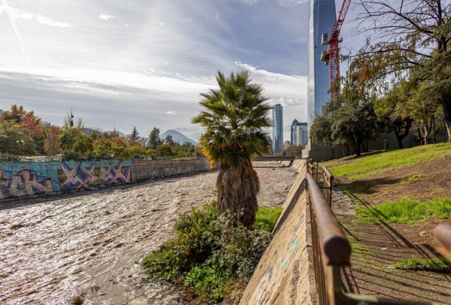 La curiosa palmera en el Río Mapocho