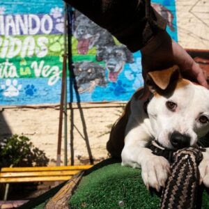 Perros en adopción en Ñuñoa