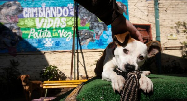 Perros en adopción en Ñuñoa