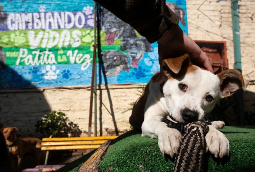 Perros en adopción en Ñuñoa