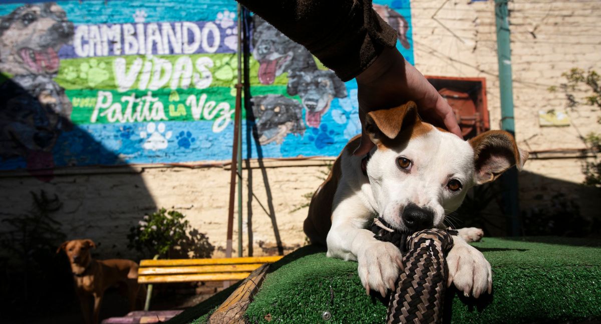 Perros en adopción en Ñuñoa
