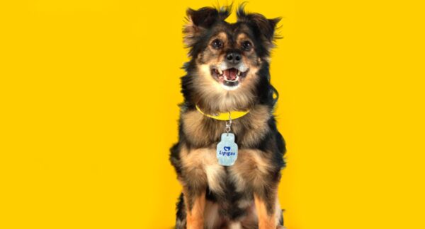 Perro de Lipigas