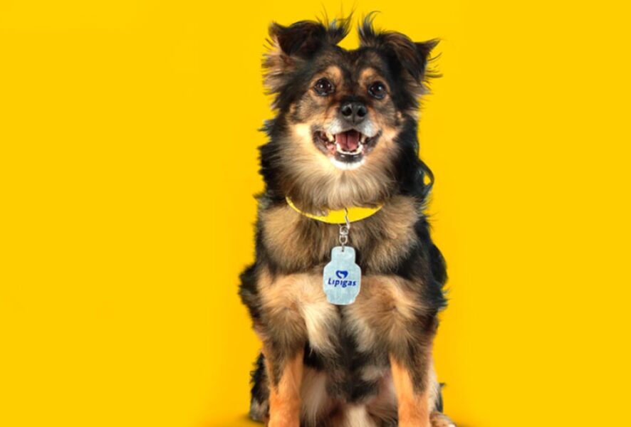 Perro de Lipigas