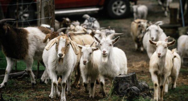 Las cabras que enfrentan incendios forestales