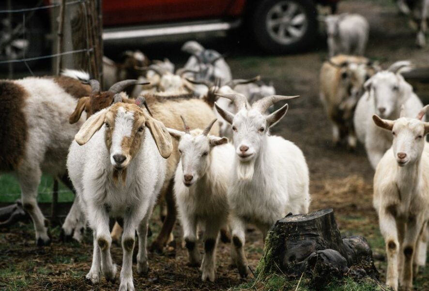 Las cabras que enfrentan incendios forestales