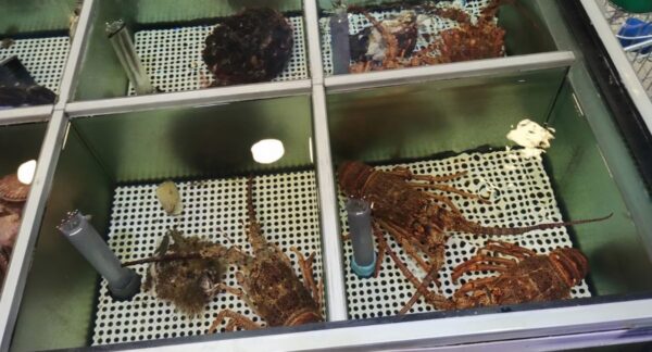 Querella contra Jumbo por maltrato animal