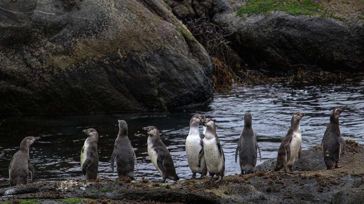“No es tan fácil recuperar una población que se desarrolla de manera lenta”: experto explica el complejo panorama del pingüino de Humboldt tras ser declarado en peligro de extinción