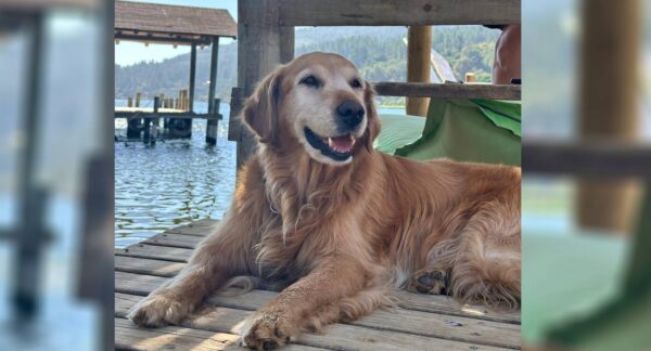 Perro muere en Lago Vichuquén