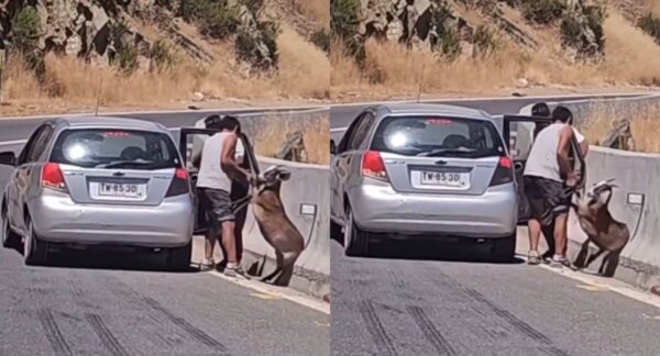 Robo de chivo en cuesta Barriga