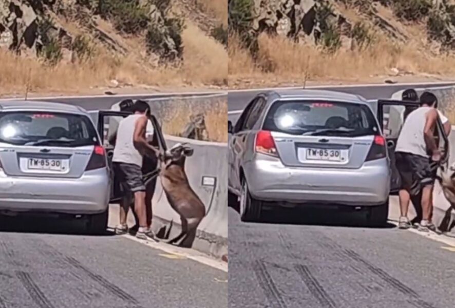 Robo de chivo en cuesta Barriga