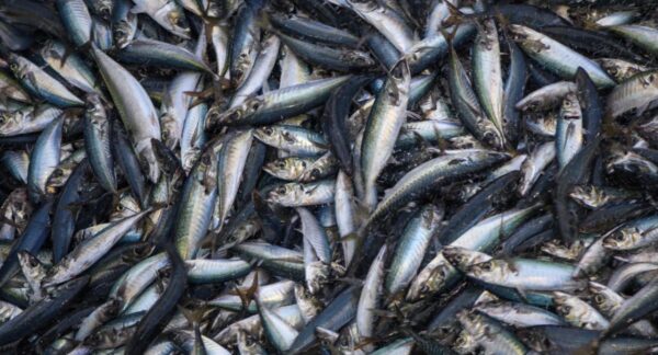 Piratas del Jurel en Biobío