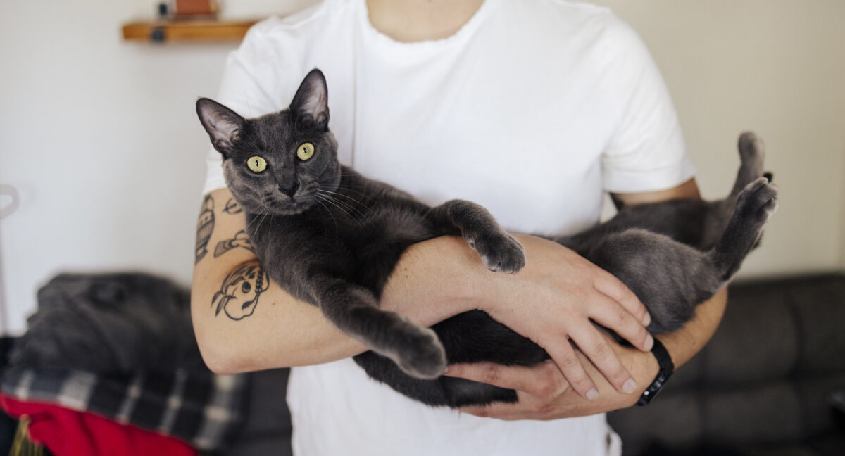 Sofrito Gato