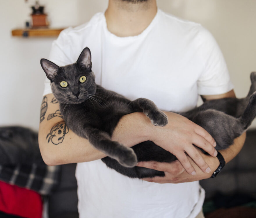 Sofrito Gato