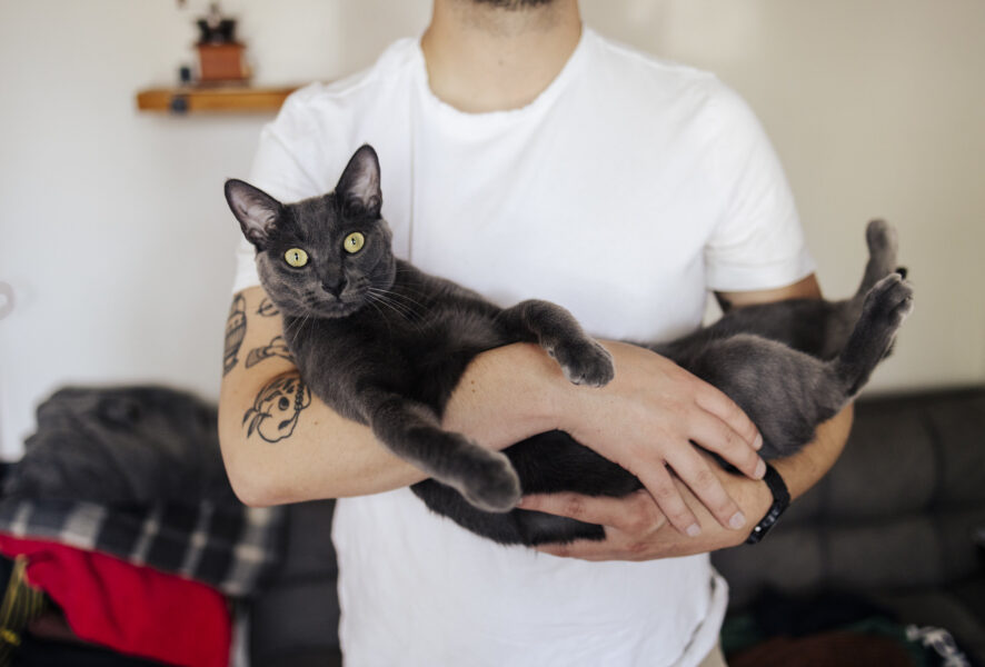 Sofrito Gato