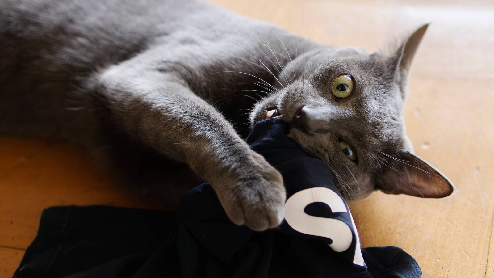 Gato sofrito