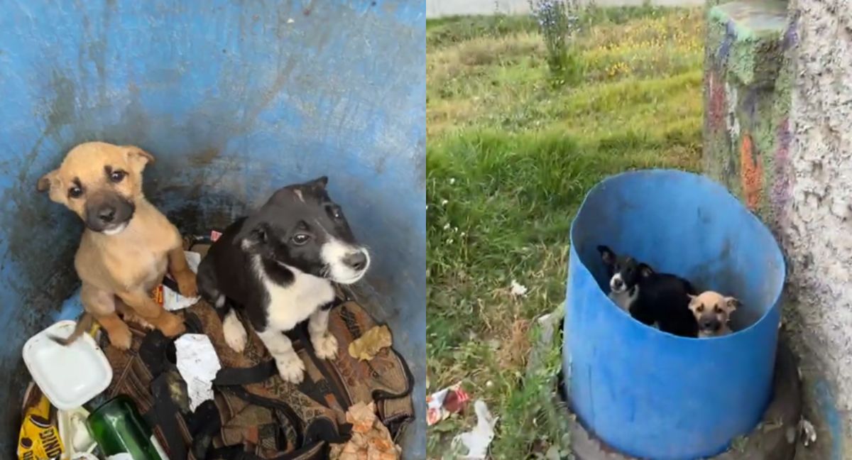 Cachorros abandonados en Viña del Mar