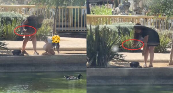 Robo de pato en Mall Plaza Cerrillos