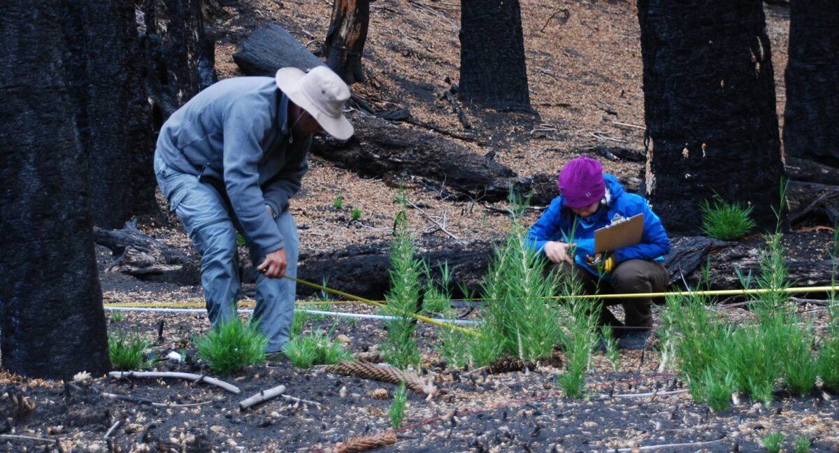 incendios investigacion