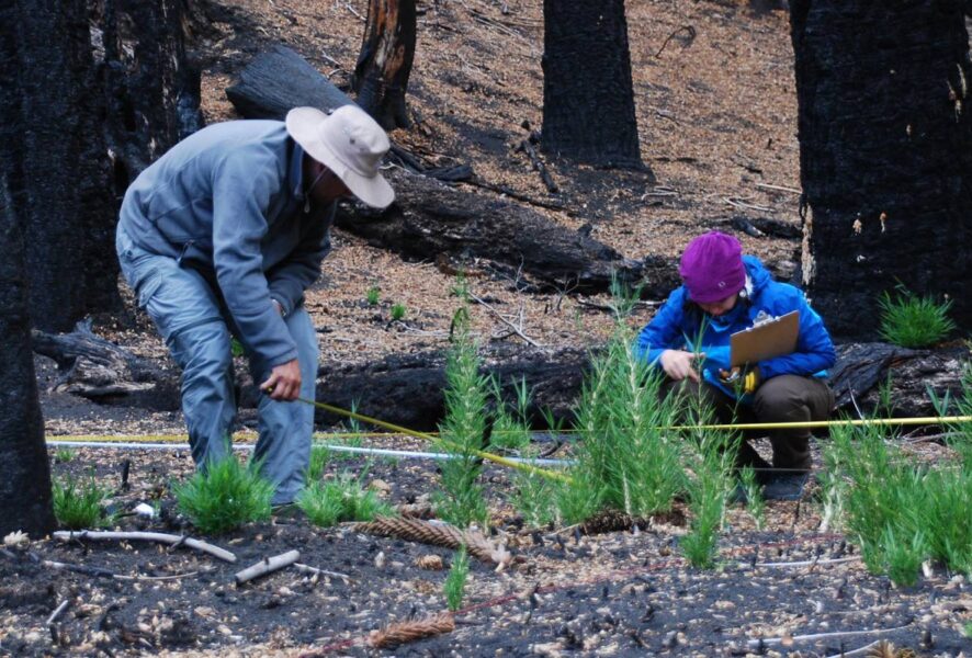 incendios investigacion