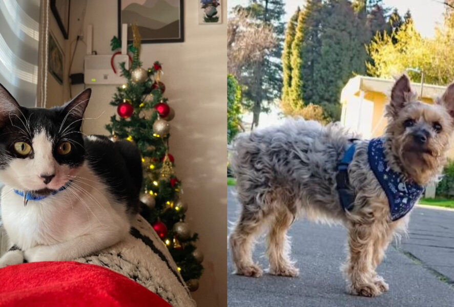 animales perdidos