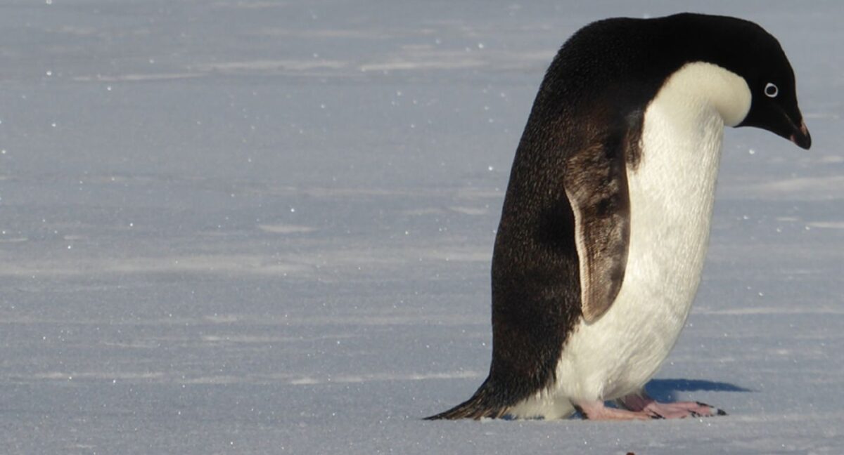 Pingüino nihilista