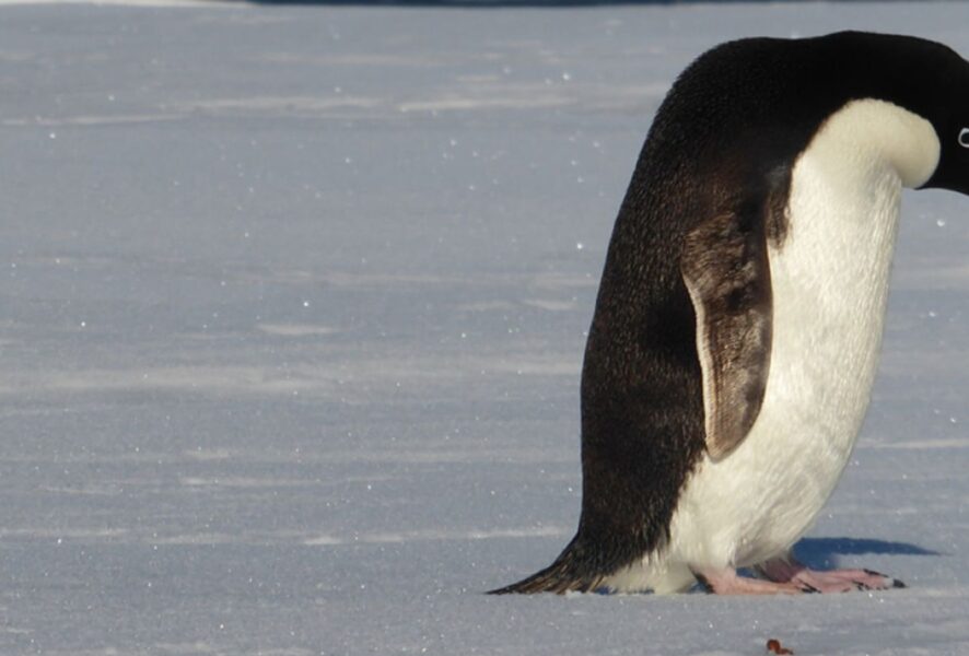 Pingüino nihilista