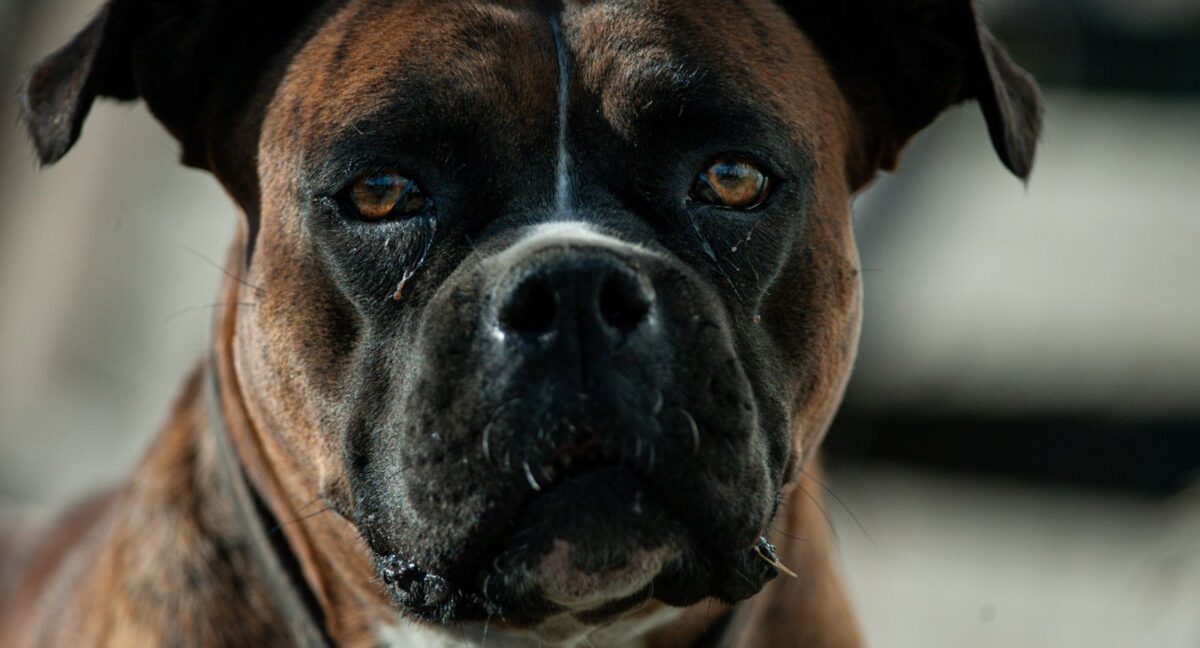 Perro falso veterinario