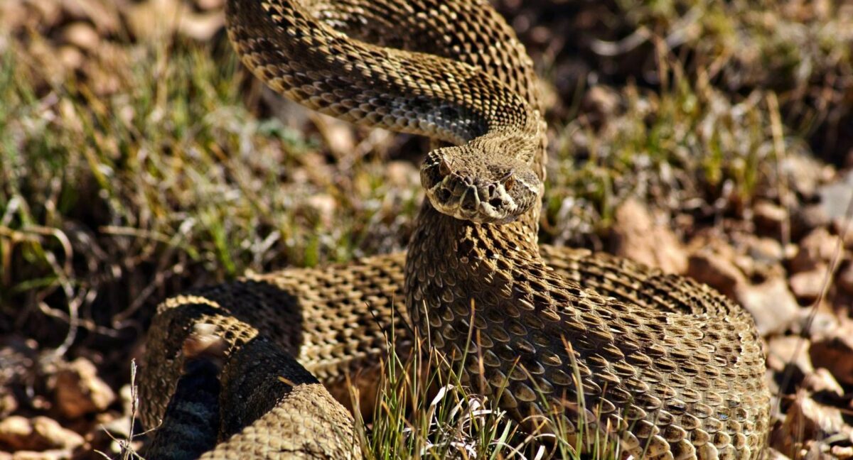 serpiente