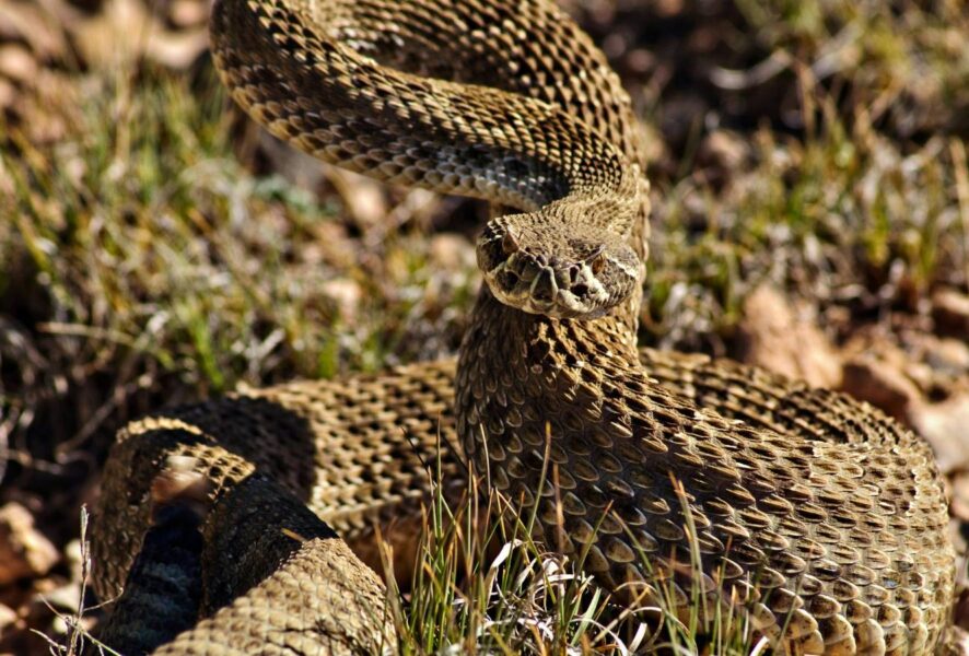 serpiente