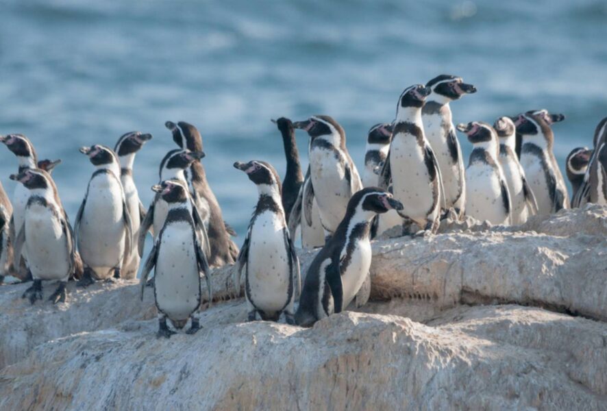pingüino