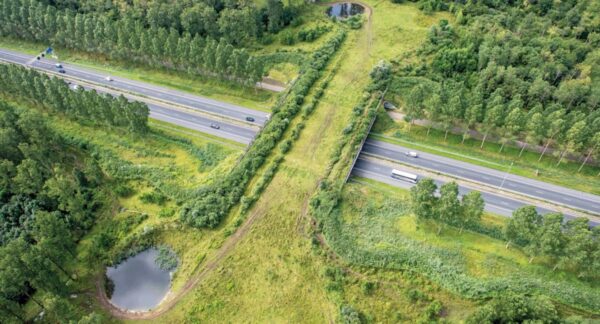 Puentes de animales en Chiloé