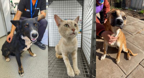 Mascotas de la Toma Dignidad