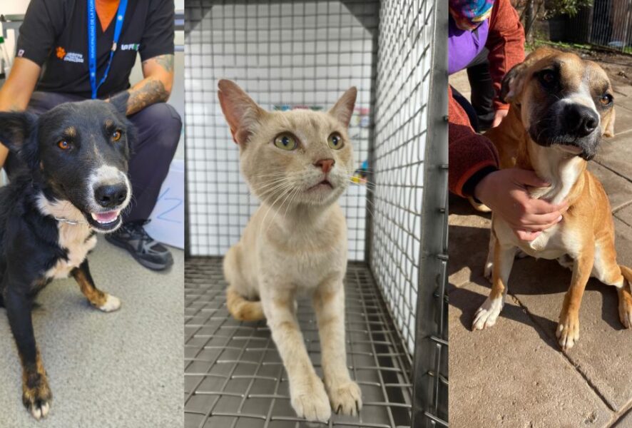 Mascotas de la Toma Dignidad