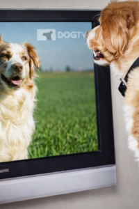KNino, el primer canal de televisión para perros.