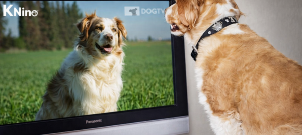 KNino, el primer canal de televisión para perros.