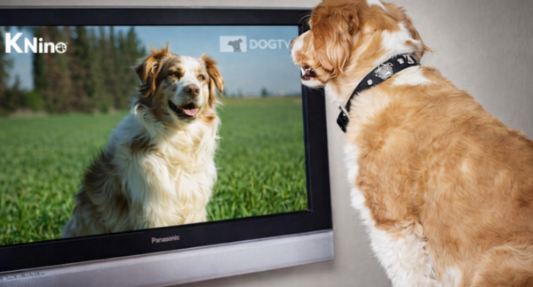 KNino, el primer canal de televisión para perros.