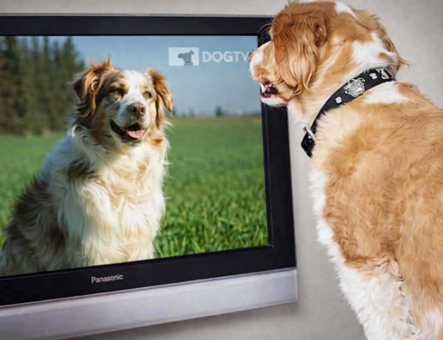 KNino, el primer canal de televisión para perros.