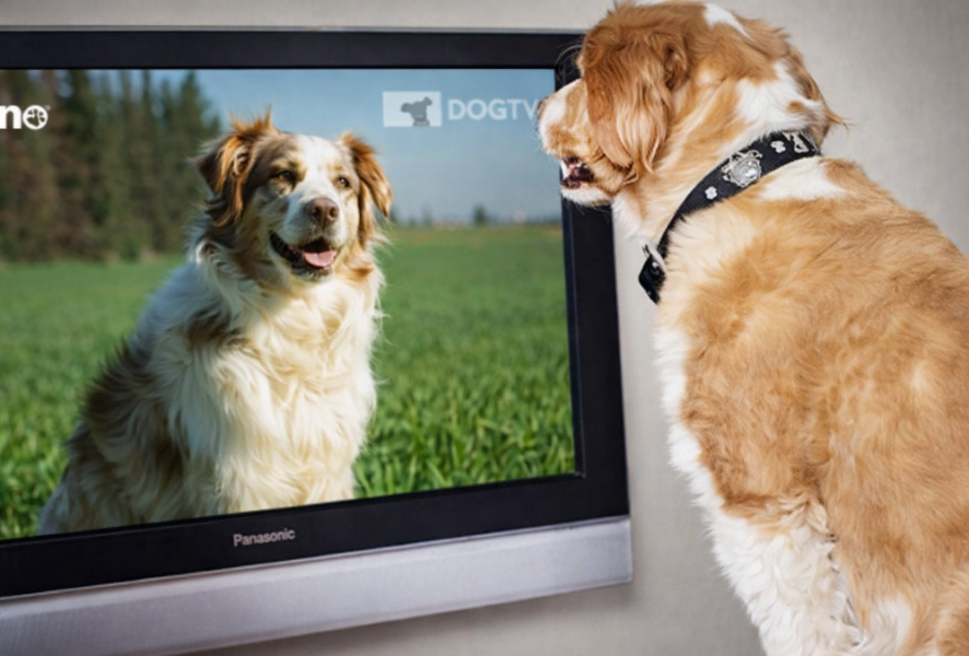 KNino, el primer canal de televisión para perros.