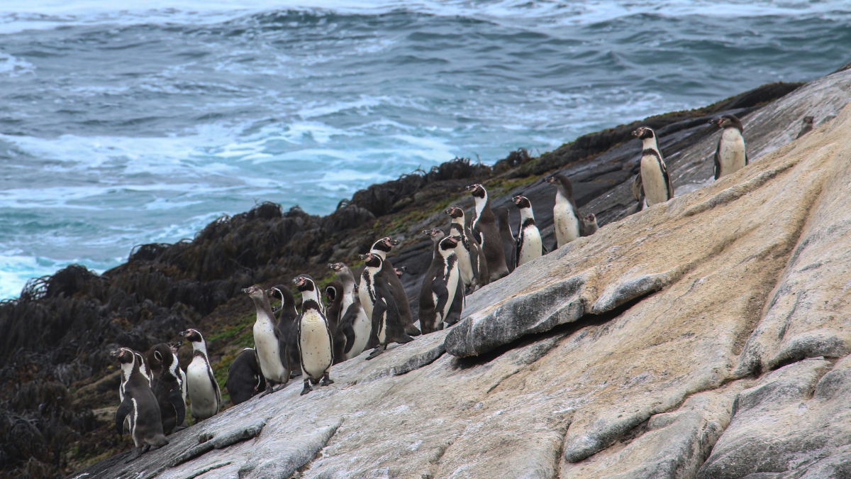 “El Gobierno hace peligrar la seguridad ambiental de nuestra patria”: Organizaciones convocan a marcha en Santiago ante retiro de decretos ambientales