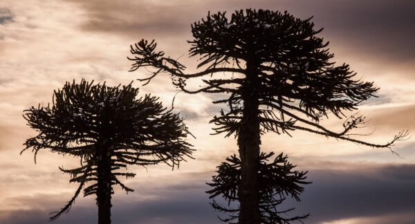 araucaria