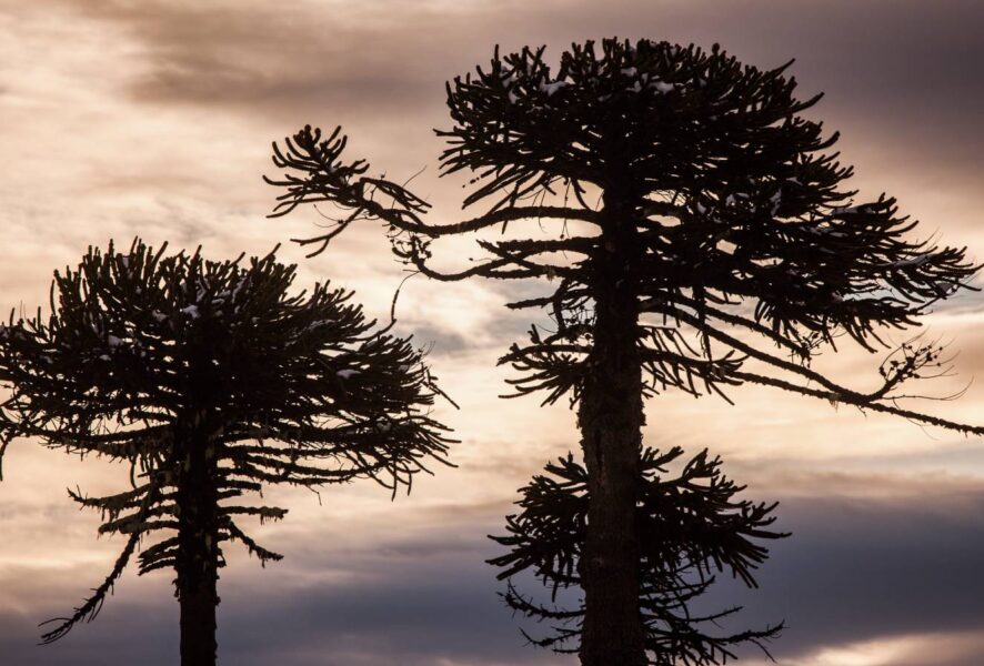 araucaria