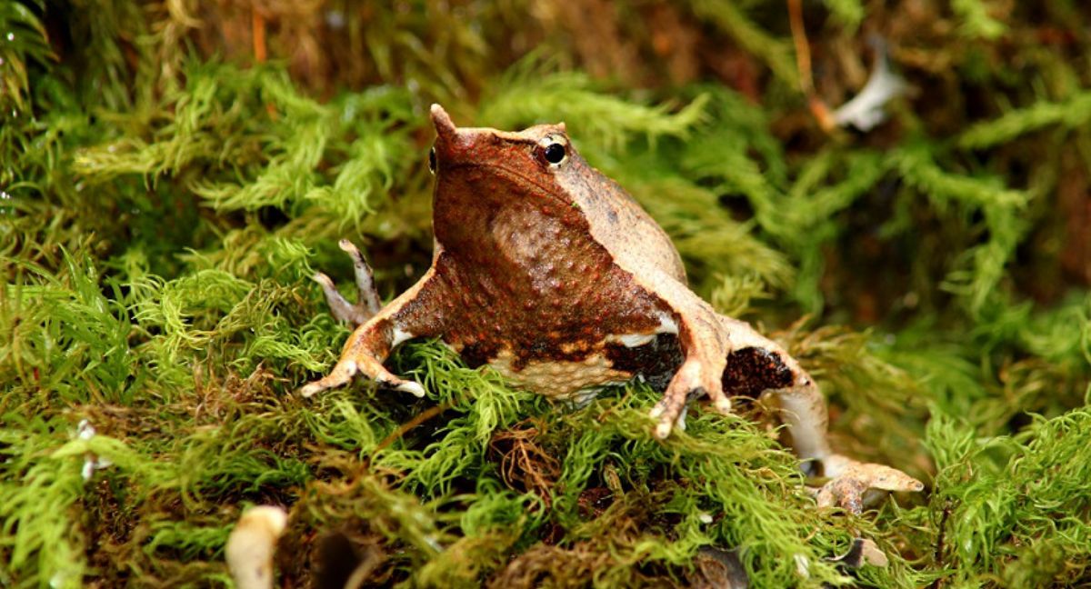 Tras ser retirado por el Gobierno, Contraloría aprueba el plan de conservación para proteger ranitas de Darwin