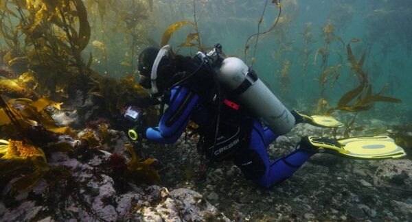 alga abanico