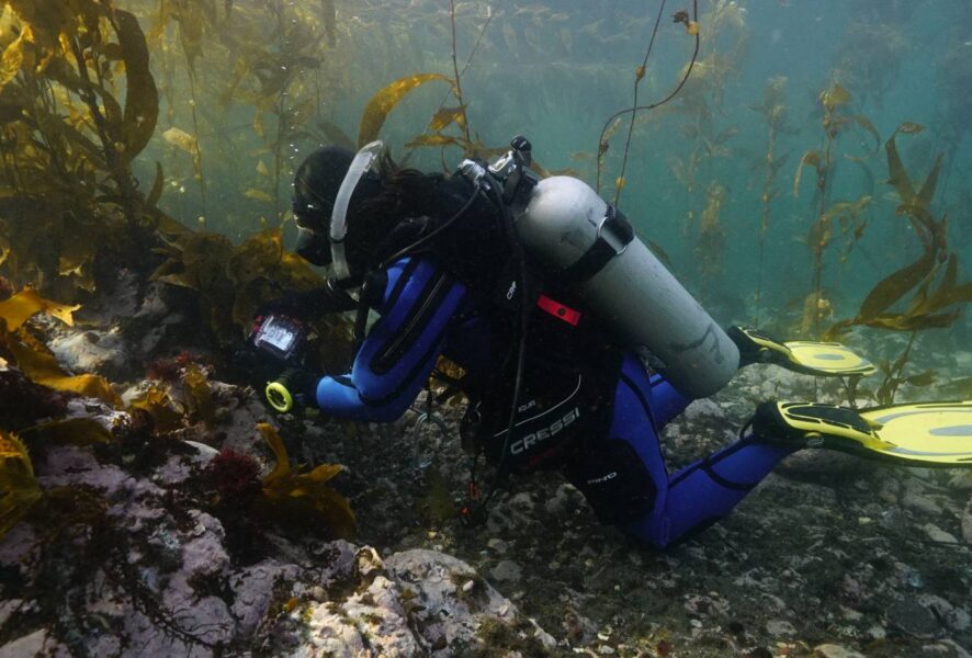 alga abanico