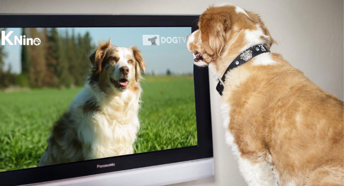 Perro viendo Knino.