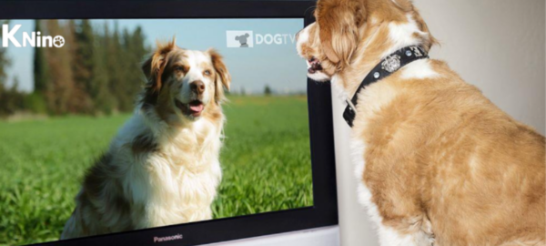 Perro viendo Knino.