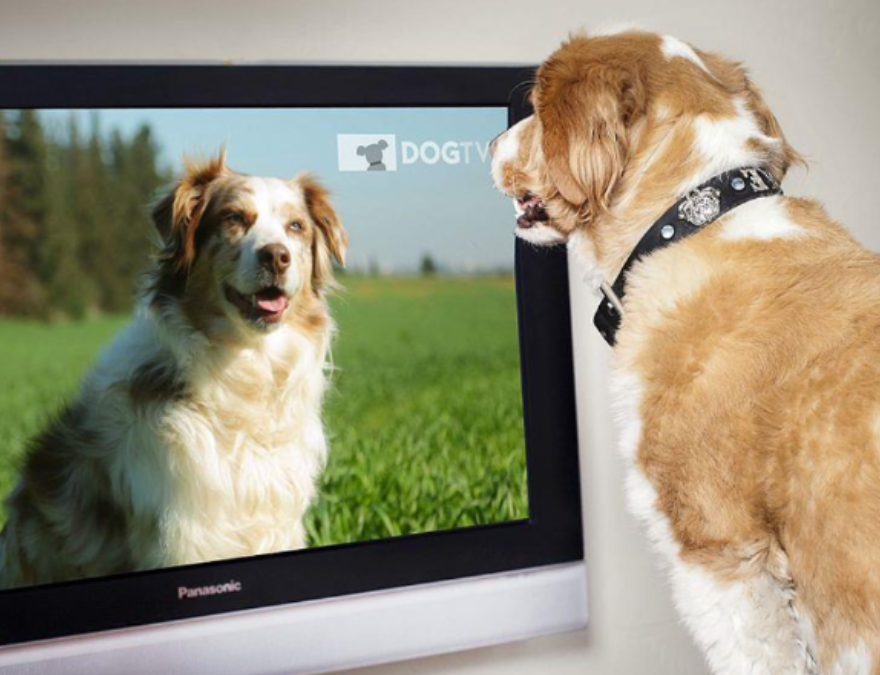 Perro viendo Knino.